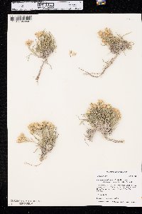 Oonopsis multicaulis image