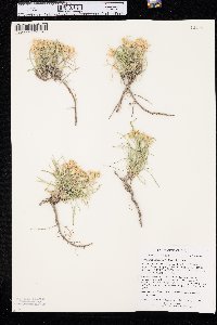 Oonopsis multicaulis image