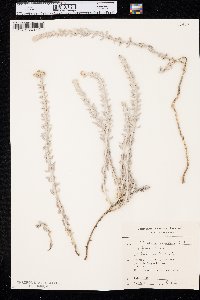 Image of Otanthus maritimus