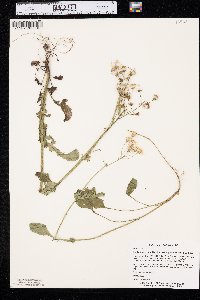 Packera obovata image