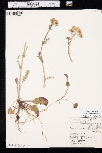 Packera obovata image