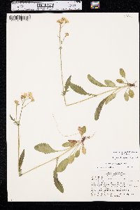 Packera paupercula image