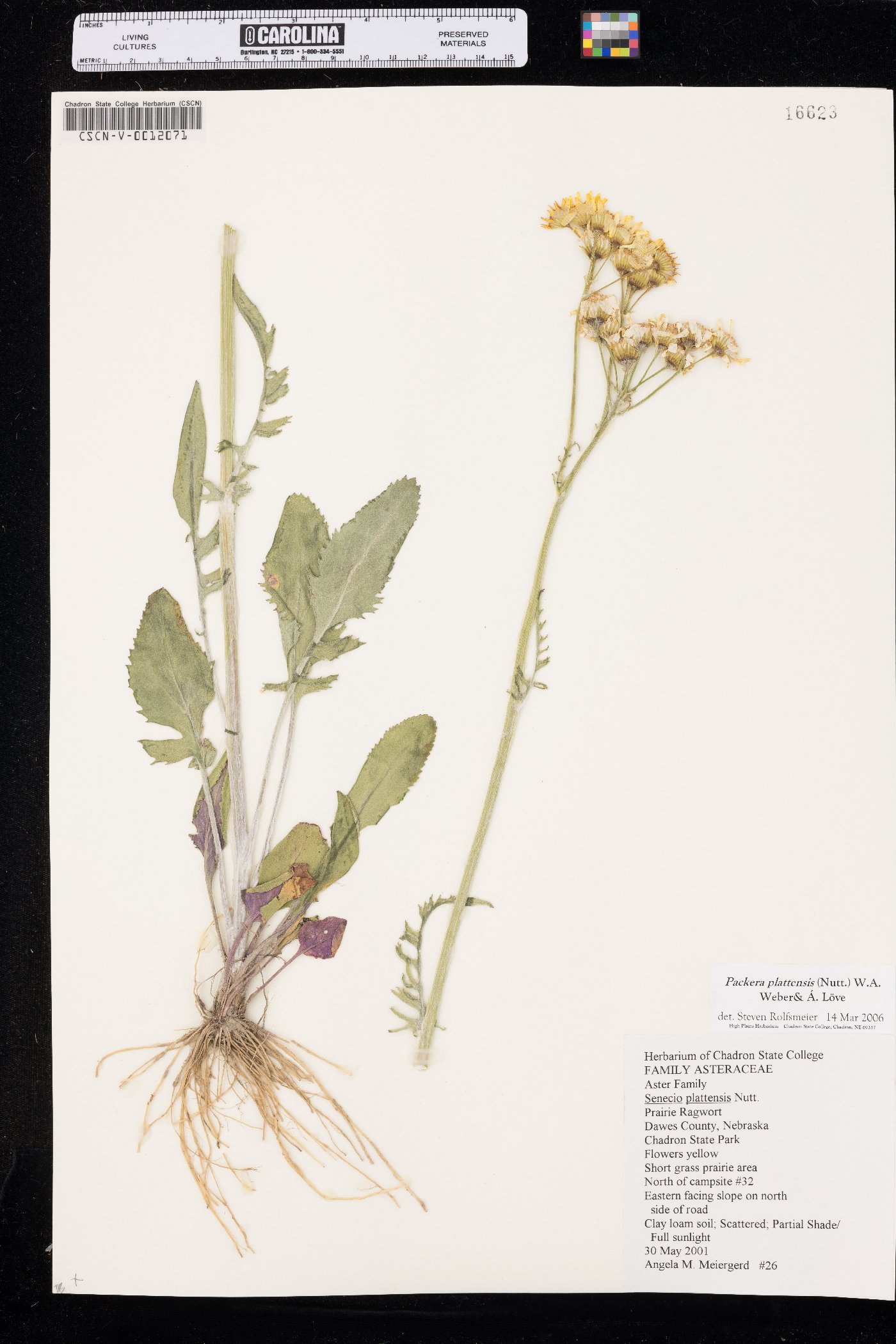 Packera plattensis image