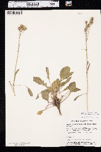 Packera streptanthifolia image