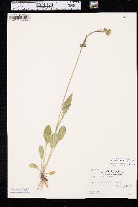 Packera streptanthifolia image