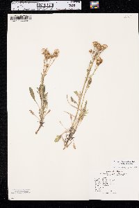 Packera tridenticulata image