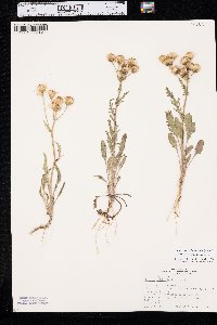 Packera tridenticulata image