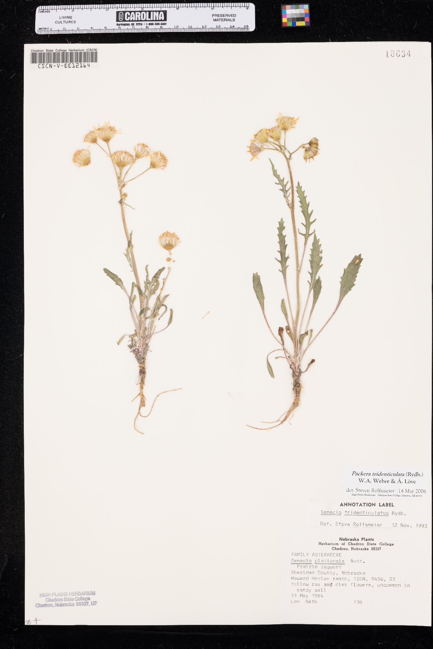 Packera tridenticulata image