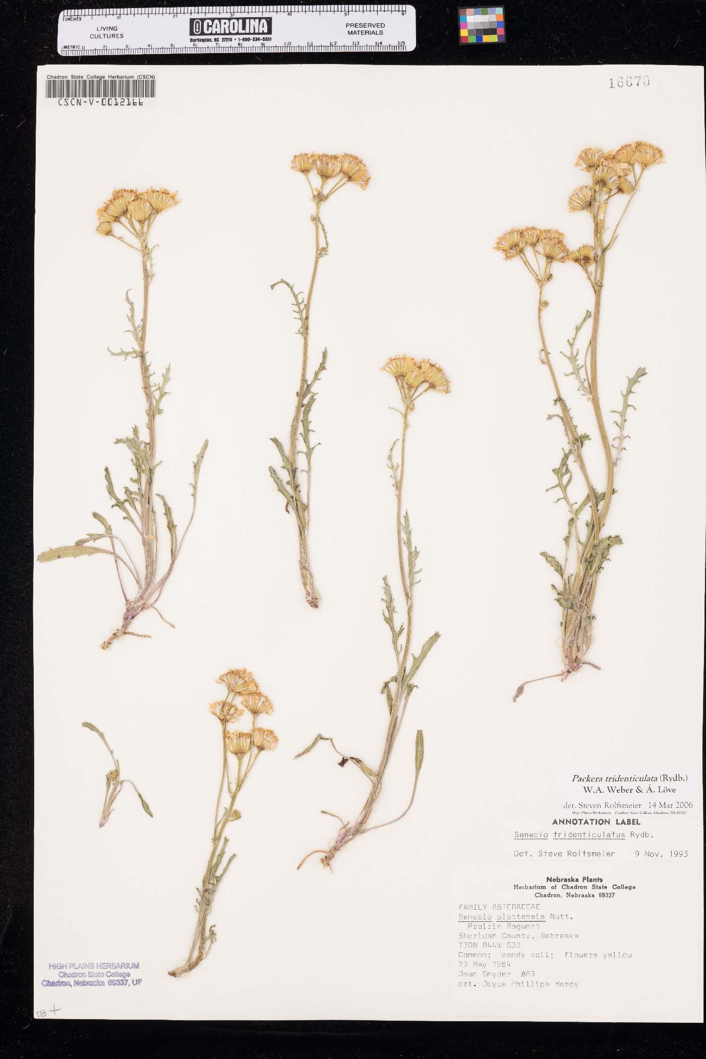 Packera tridenticulata image