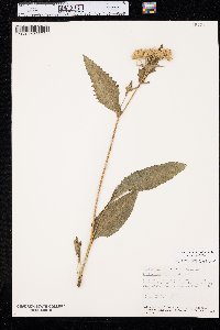 Parthenium integrifolium image