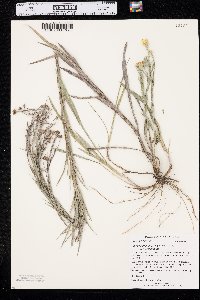 Pityopsis graminifolia var. graminifolia image