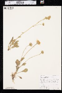 Platyschkuhria integrifolia var. integrifolia image