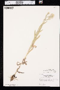 Pseudognaphalium jaliscense image