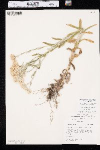 Pseudognaphalium macounii image