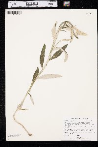 Pterocaulon pycnostachyum image