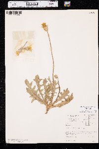 Pyrrhopappus grandiflorus image