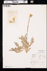 Pyrrhopappus grandiflorus image