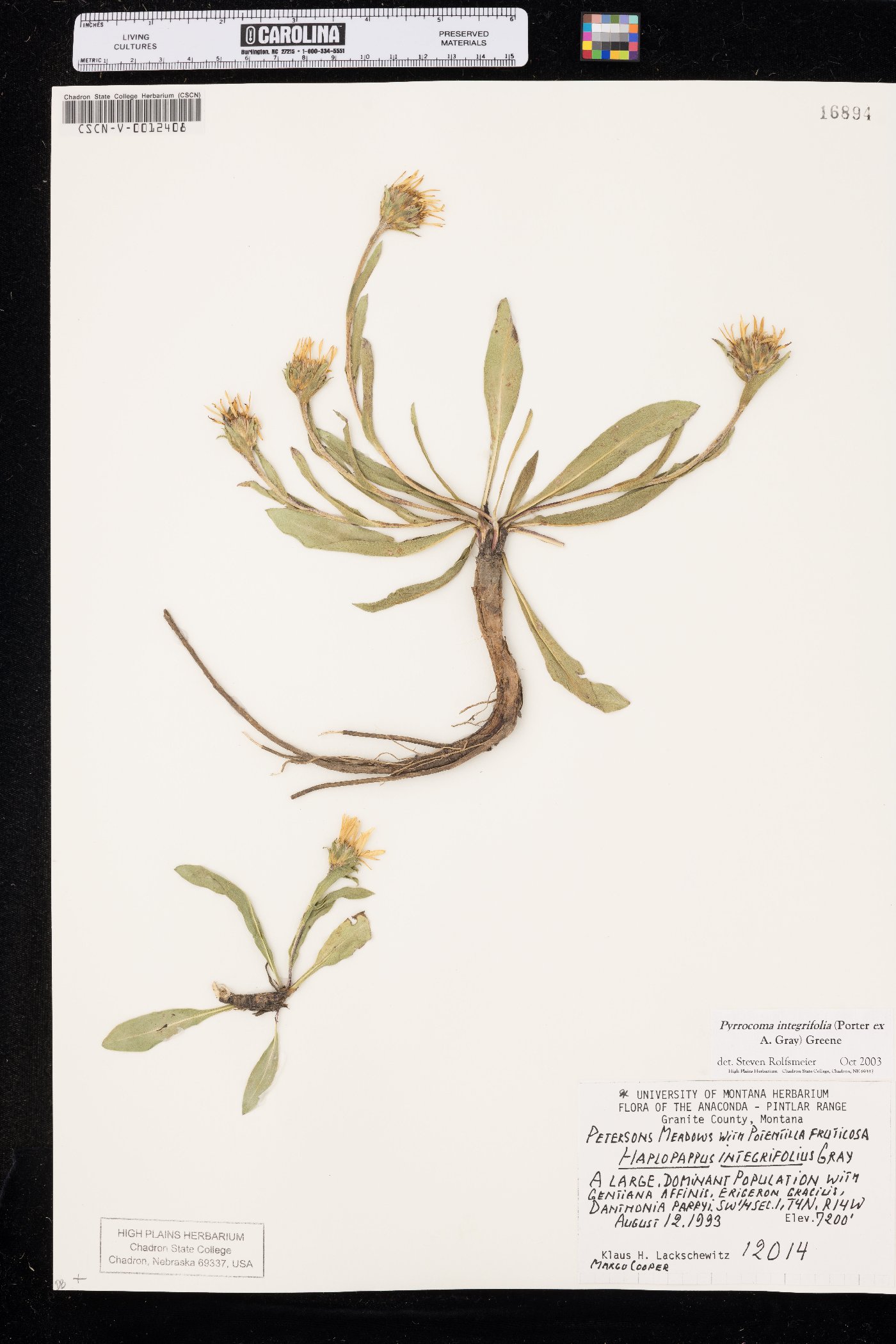 Pyrrocoma integrifolia image