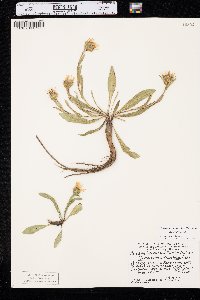 Pyrrocoma integrifolia image