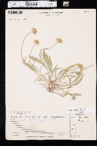 Pyrrocoma uniflora image