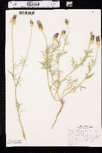 Ratibida columnifera image