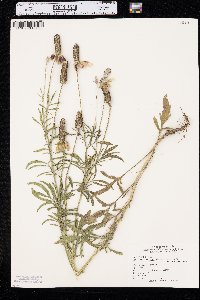 Ratibida columnifera image