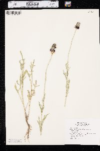 Ratibida columnifera image