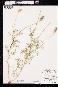 Ratibida columnifera image