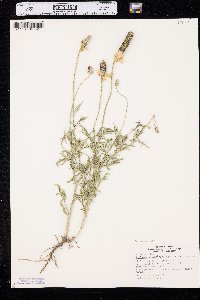 Ratibida columnifera image