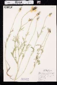 Ratibida columnifera image