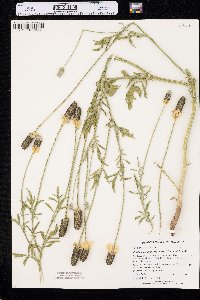 Ratibida columnifera image