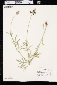 Ratibida columnifera image