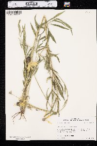 Ratibida pinnata image