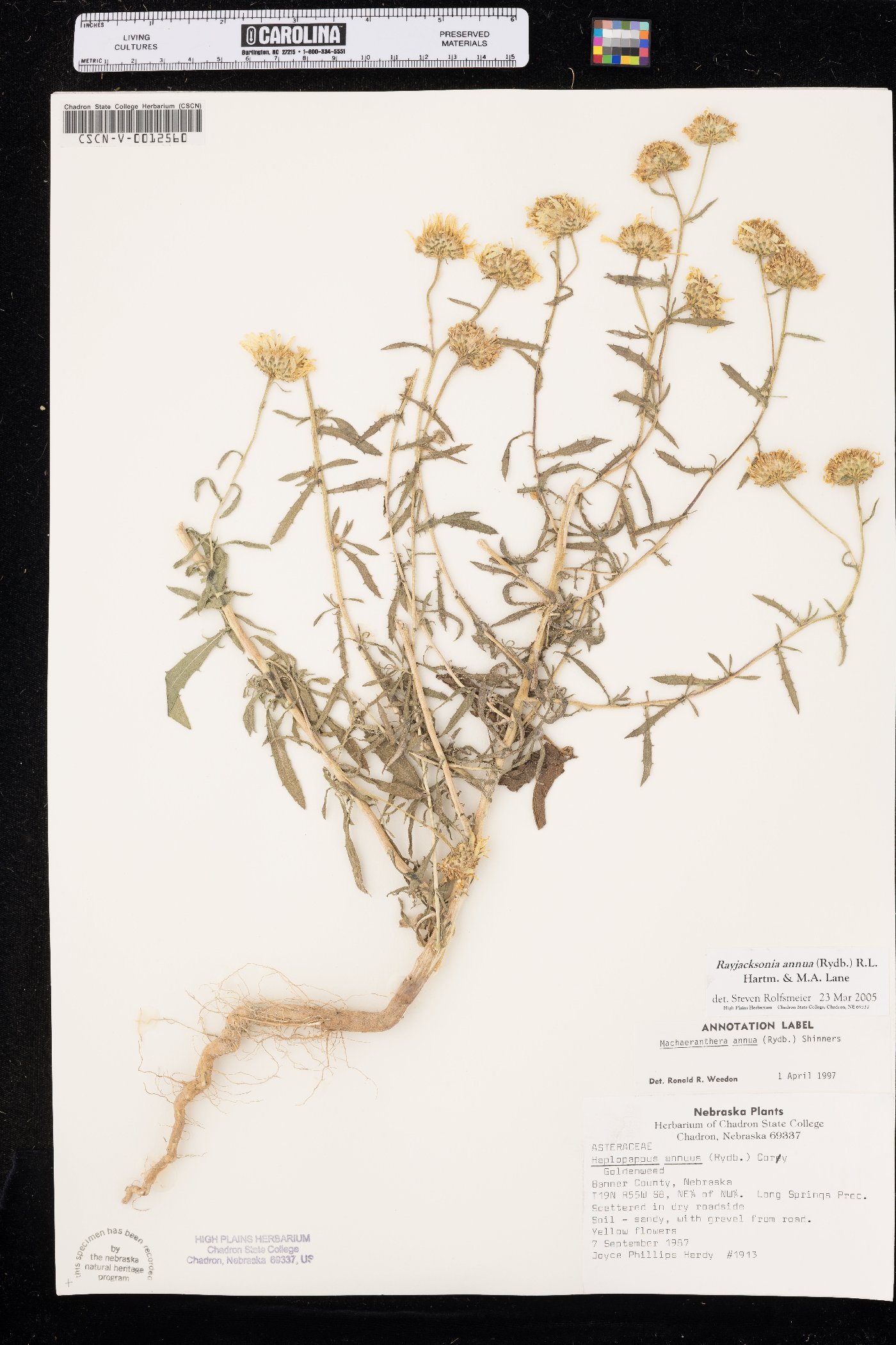 Rayjacksonia annua image