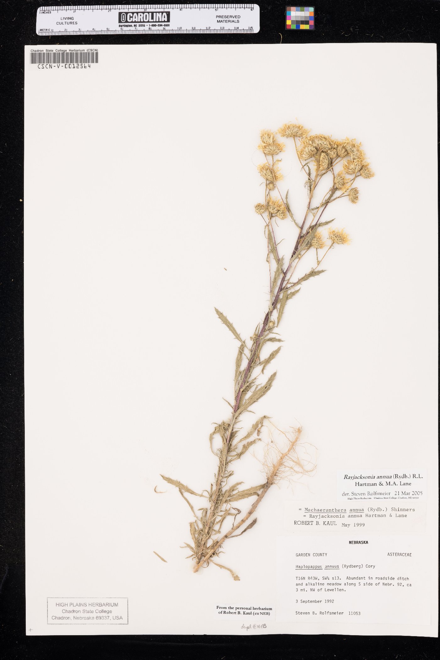 Rayjacksonia annua image