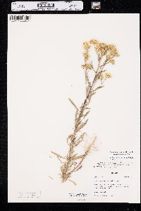 Rayjacksonia annua image