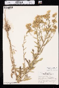 Rayjacksonia annua image