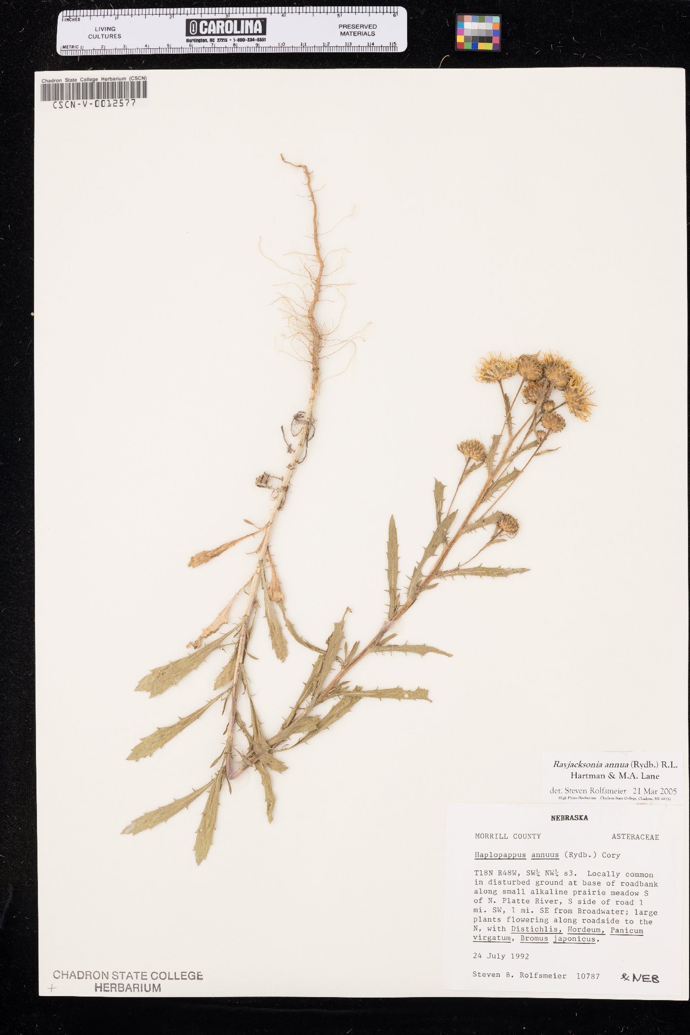 Rayjacksonia annua image