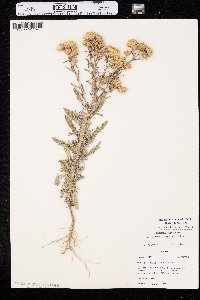 Rayjacksonia annua image