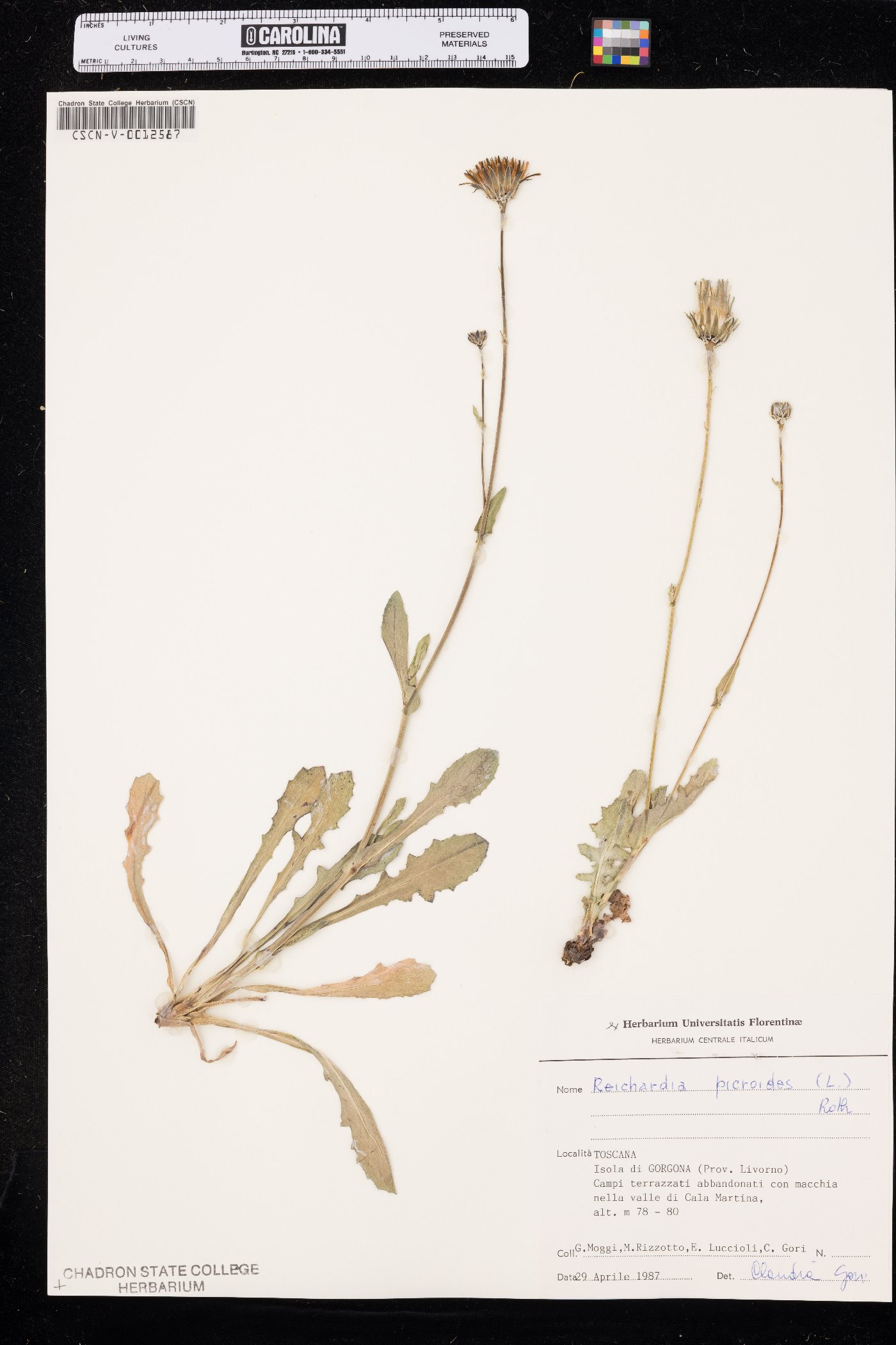 Reichardia picroides image