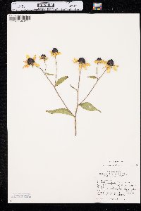 Rudbeckia triloba image