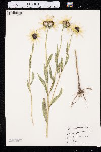 Rudbeckia hirta var. pulcherrima image