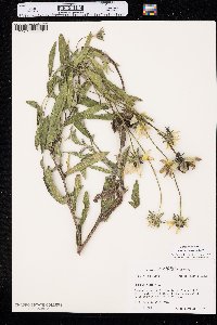 Rudbeckia hirta var. pulcherrima image