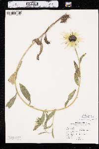 Rudbeckia hirta var. pulcherrima image