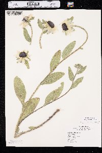 Rudbeckia hirta var. pulcherrima image