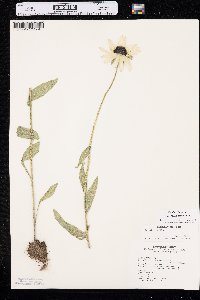 Rudbeckia hirta var. pulcherrima image