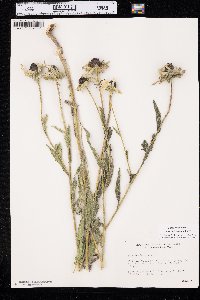 Rudbeckia hirta var. pulcherrima image