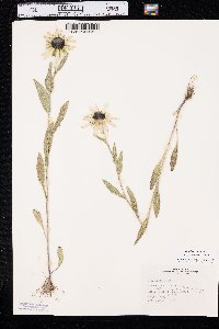 Rudbeckia hirta var. pulcherrima image