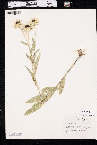 Rudbeckia hirta var. pulcherrima image