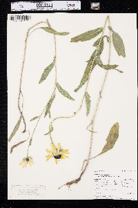 Rudbeckia hirta var. pulcherrima image